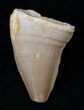 Mosasaur (Halisaurus Arambourgi) Tooth #17017-1